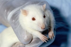 research-in-animal-care-and-life-completed